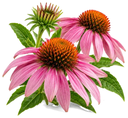Echinacea