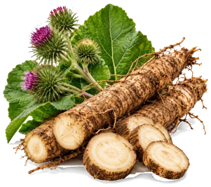 Burdock Root