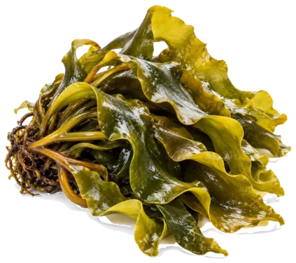 Kelp