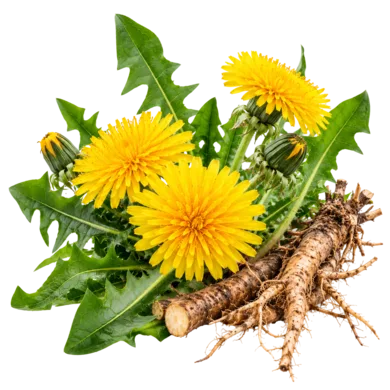 Dandelion