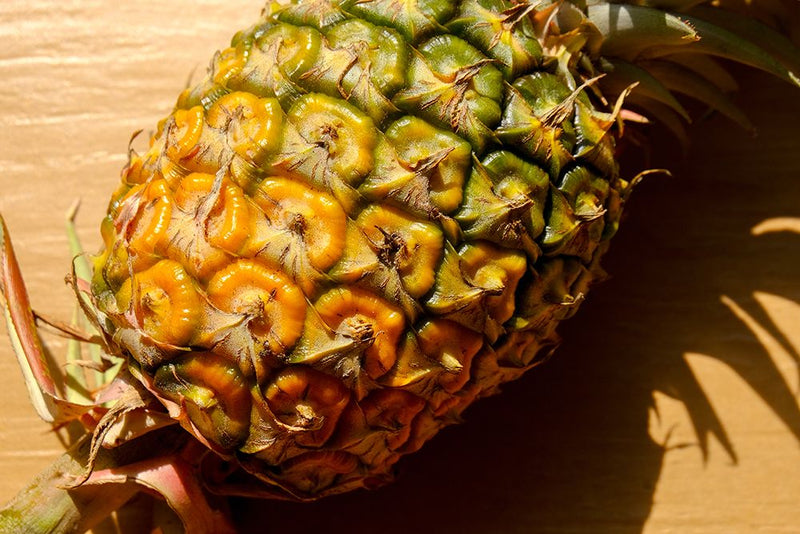 Bromelain