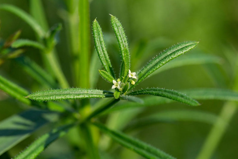 Cleavers Extract
